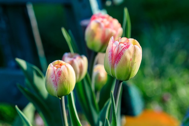 Hermosos tulipanes de color rosa amarillo con gotas