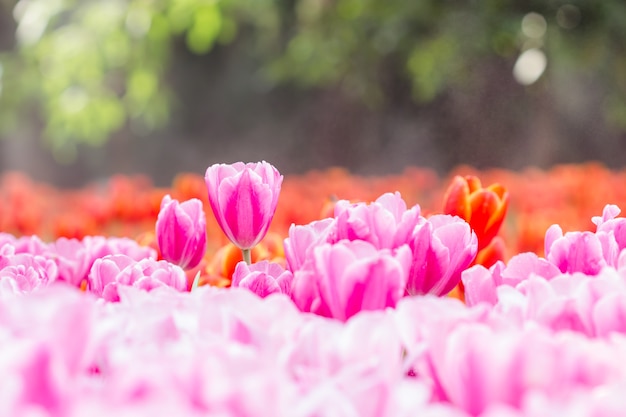 Hermosos tulipanes de color rosa en el tiempo de primavera