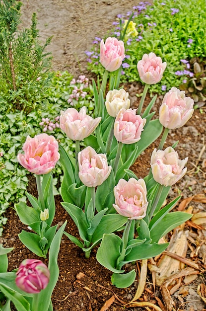 Hermosos tulipanes coloridos en el jardín Campo con tulipanes rosas