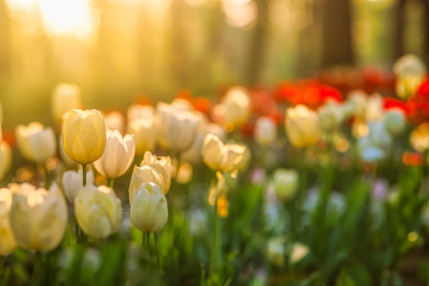 Hermosos tulipanes coloridos que florecen en el campo de tulipanes en el jardín pacífico atardecer borroso paisaje natural