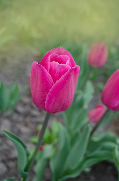 Hermosos tulipanes coloridos tulipanes que crecen en el jardín de primavera tulipanes rosas en campo