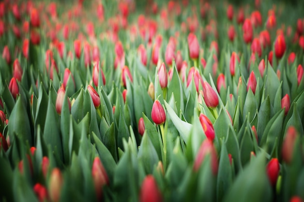 Hermosos tulipanes cultivados en un invernadero