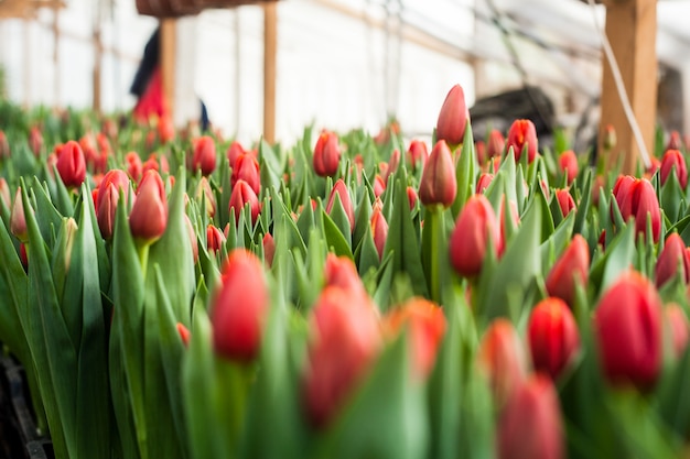 Hermosos tulipanes cultivados en un invernadero