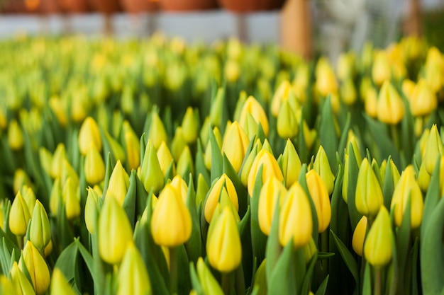 Hermosos tulipanes cultivados en un invernadero