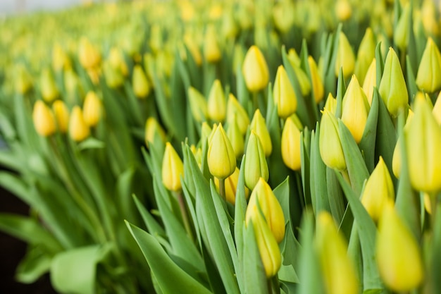 Hermosos tulipanes cultivados en un invernadero