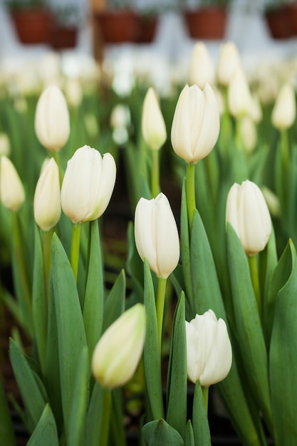 Hermosos tulipanes cultivados en un invernadero