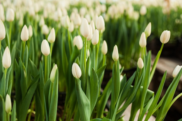 Hermosos tulipanes cultivados en un invernadero