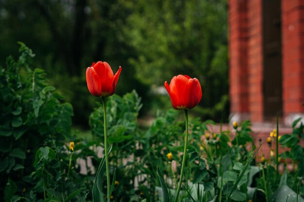 hermosos tulipanes en estado natural