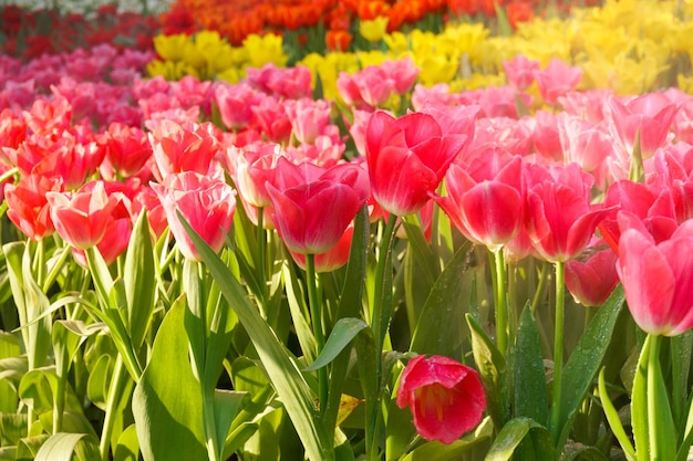 Los hermosos tulipanes en flor en la flor de los tulipanes de jardín se cierran bajo la iluminación natural al aire libre