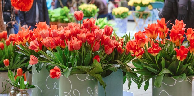 hermosos tulipanes en flor Holanda Holanda