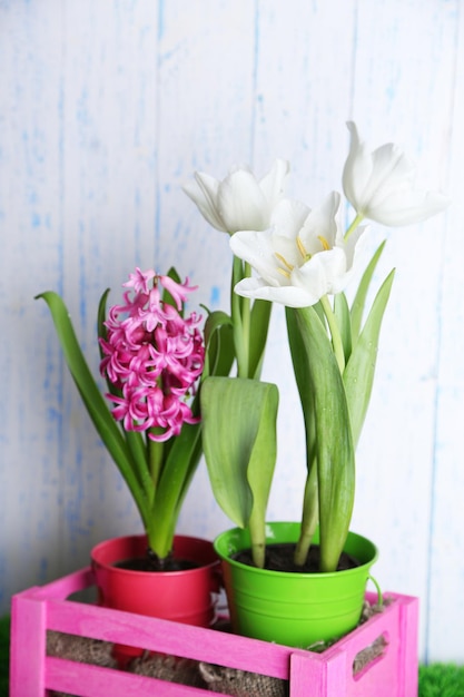 Hermosos tulipanes y flor de jacinto en caja de madera sobre fondo de madera de color