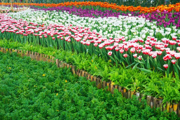 Los hermosos tulipanes en flor en el jardín de flores de tulipanes de cerca bajo iluminación natural al aire libre