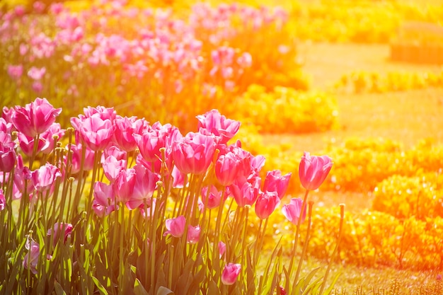 hermosos tulipanes en flor