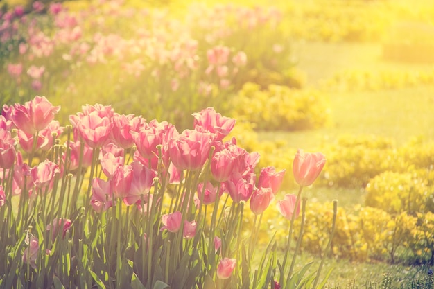 hermosos tulipanes en flor