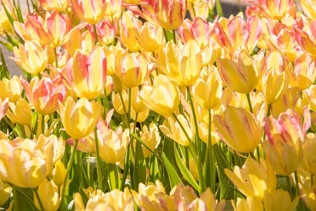 hermosos tulipanes en flor