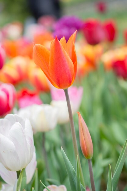 Hermosos tulipanes florecen en el campo de tulipanes en primavera