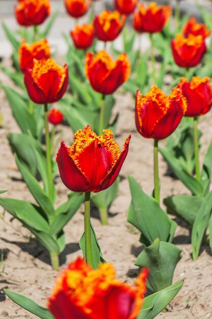 Hermosos tulipanes de flores rojas