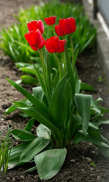 Hermosos tulipanes de flores rojas