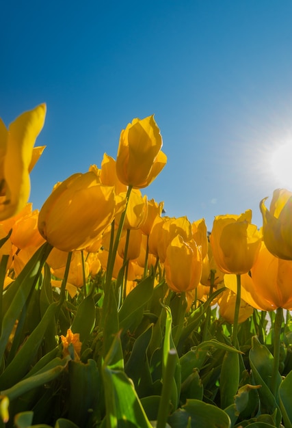 hermosos tulipanes con fondo de cielo azul