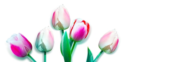 Hermosos tulipanes Fondo de naturaleza primaveral para banner web y diseño de tarjetas