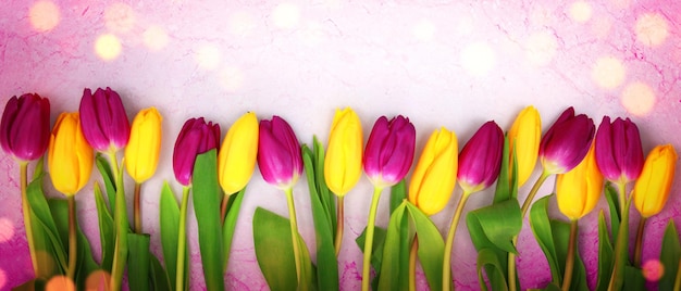 Hermosos tulipanes Fondo de naturaleza primaveral para banner web y diseño de tarjetas