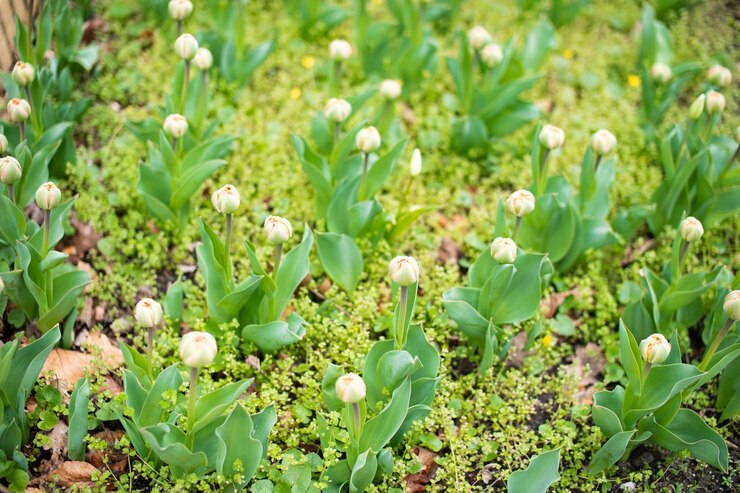 Hermosos tulipanes frescos de principios de primavera cultivados en parterres de flores en el parque de la ciudad