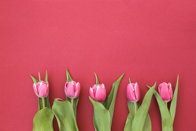 Hermosos tulipanes frescos sobre un fondo brillante, jugoso e incluso