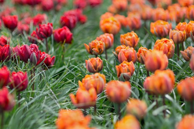 Hermosos tulipanes galardonados Red Princess y Orange Princess en el jardín Enfoque selectivo El concepto de jardinería y diseño paisajístico Enfoque selectivo