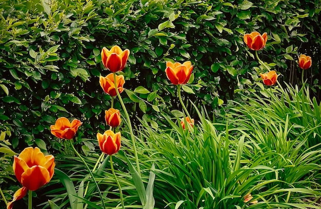 Hermosos tulipanes en jardín floral botánico y belleza en la naturaleza.