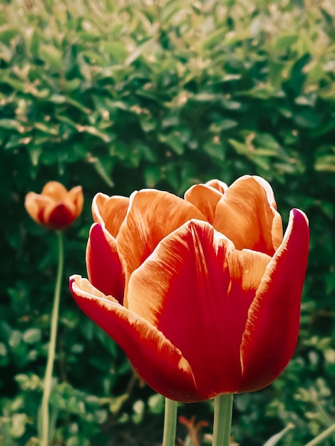 Hermosos tulipanes en jardín floral botánico y belleza en la naturaleza.