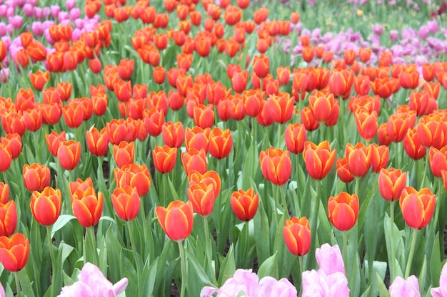 Hermosos tulipanes en el jardín sombreado