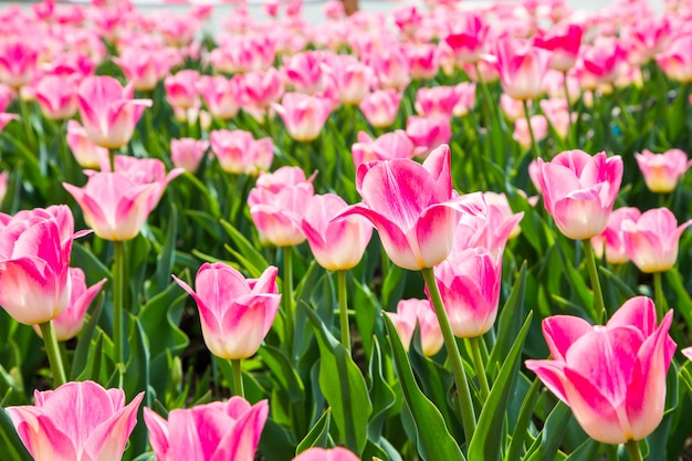 Hermosos tulipanes en el jardín