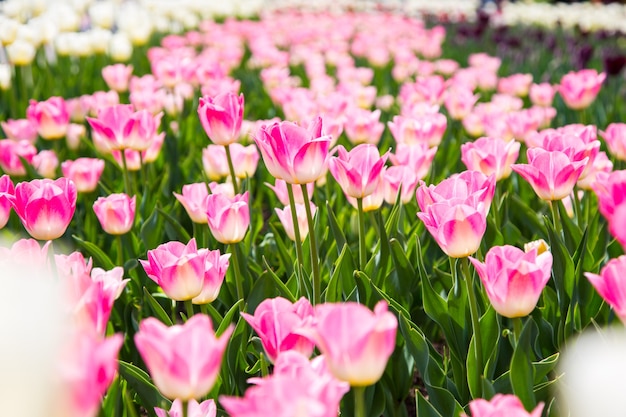 Hermosos tulipanes en el jardín