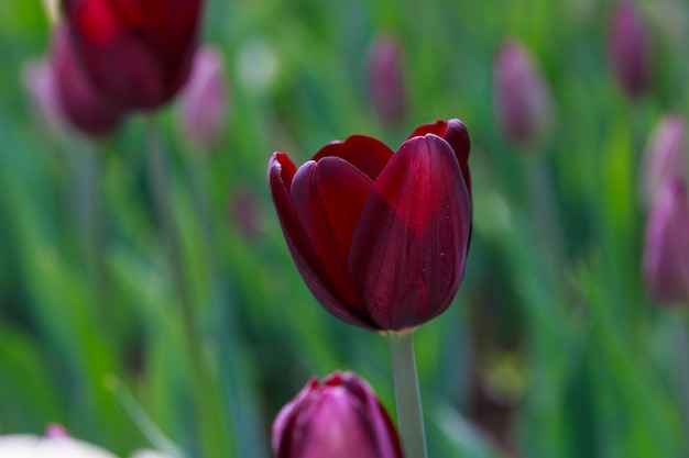 Hermosos tulipanes en el jardín