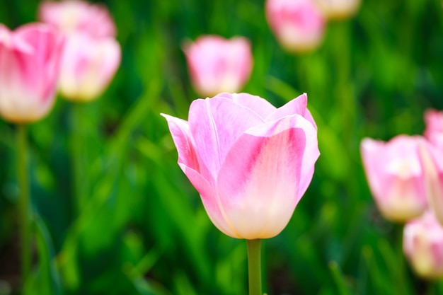 Hermosos tulipanes en el jardín