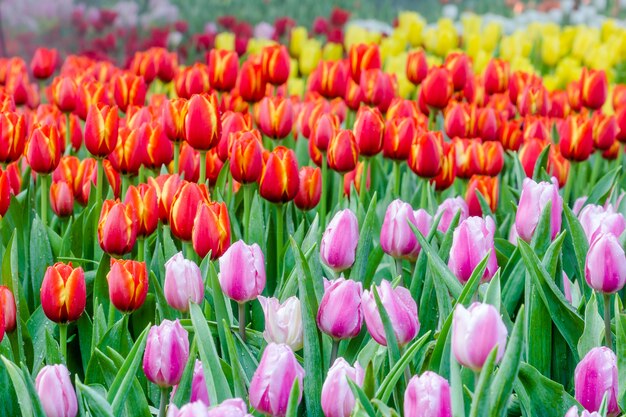 Hermosos tulipanes en el jardín