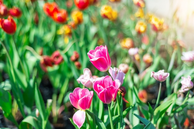 Hermosos tulipanes en el jardín.