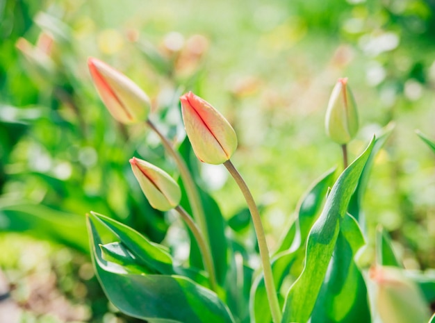 Hermosos tulipanes en un lecho de flores en el jardín Fondo de flores de Pascua de primavera Brotes cerrados de flores de primavera Enfoque selectivo suave La belleza está en la naturaleza