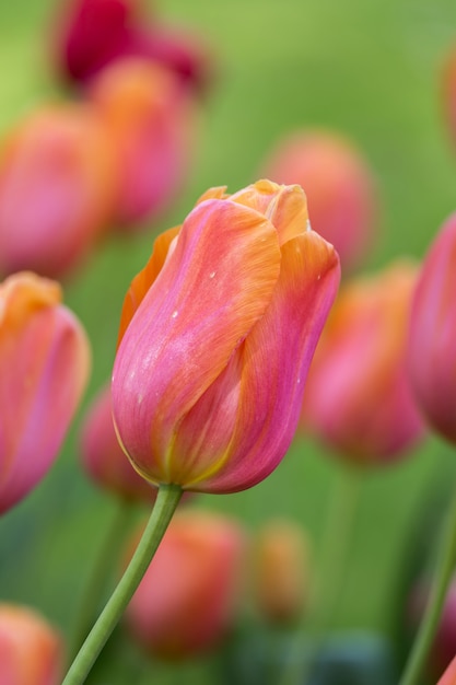 Hermosos tulipanes morados, amarillos en primavera