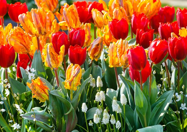 Hermosos tulipanes multicolores y flores blancas en el huerto de primavera