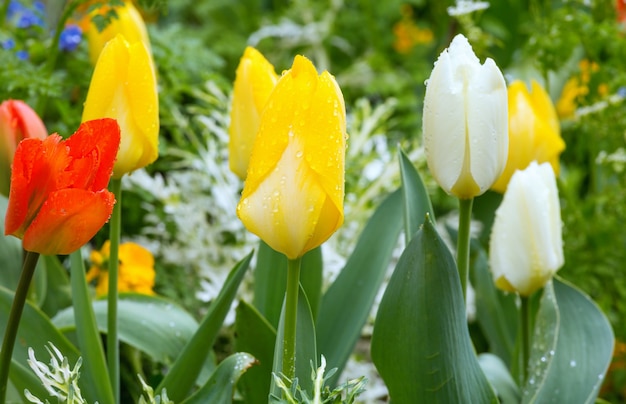 Hermosos tulipanes multicolores en primavera