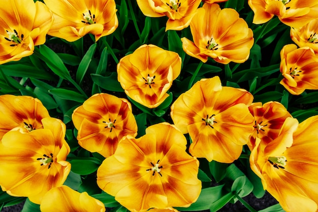 Hermosos tulipanes naranjas, flores de primavera.