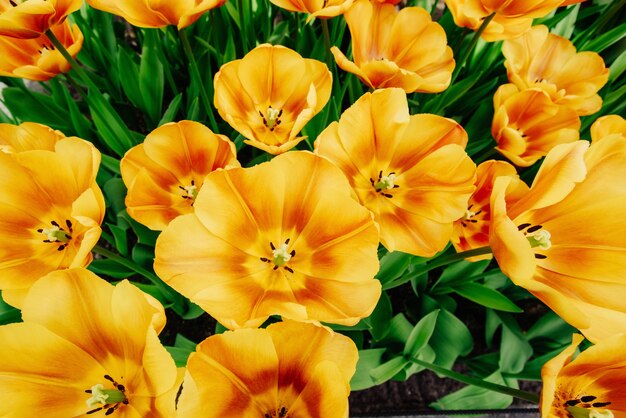 Hermosos tulipanes naranjas. Holanda.