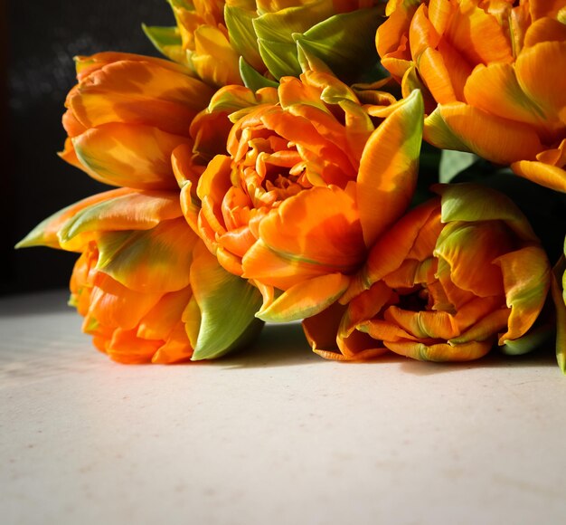 Hermosos tulipanes naranjas sobre fondo blanco Perfecto para tarjetas de felicitación de fondo