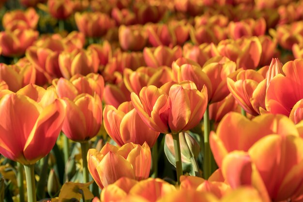 Hermosos tulipanes naranjas