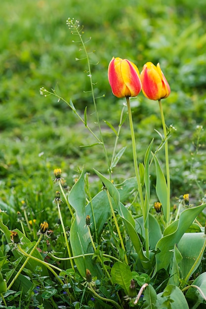 Hermosos tulipanes naranjas