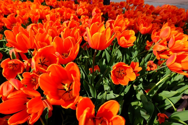 Hermosos tulipanes naranjas.