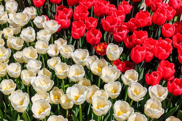 Hermosos tulipanes en el parque en primavera