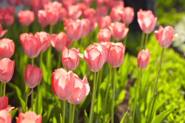 Hermosos tulipanes en el prado de primavera. Flores de primavera.