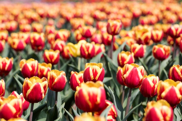 Hermosos tulipanes de primavera en el campo